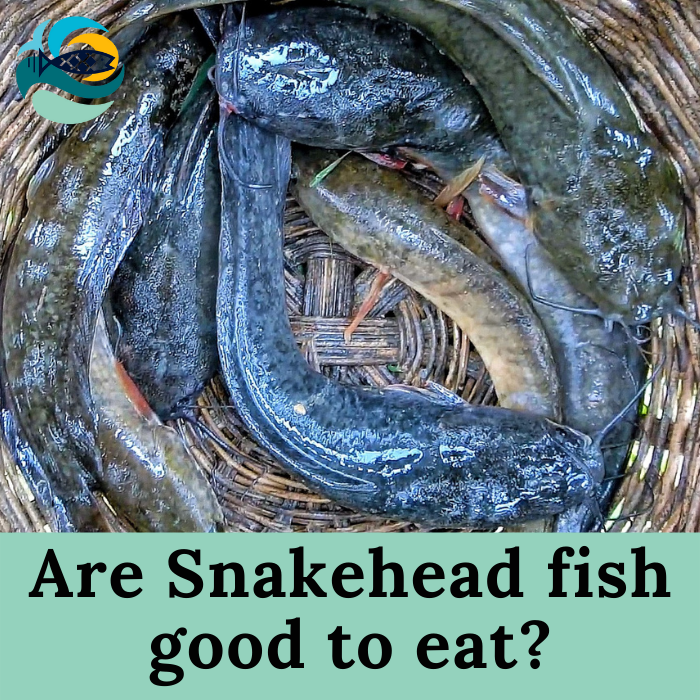 Are snakehead fish good to eat?