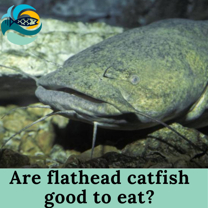 Are flathead catfish good to eat?