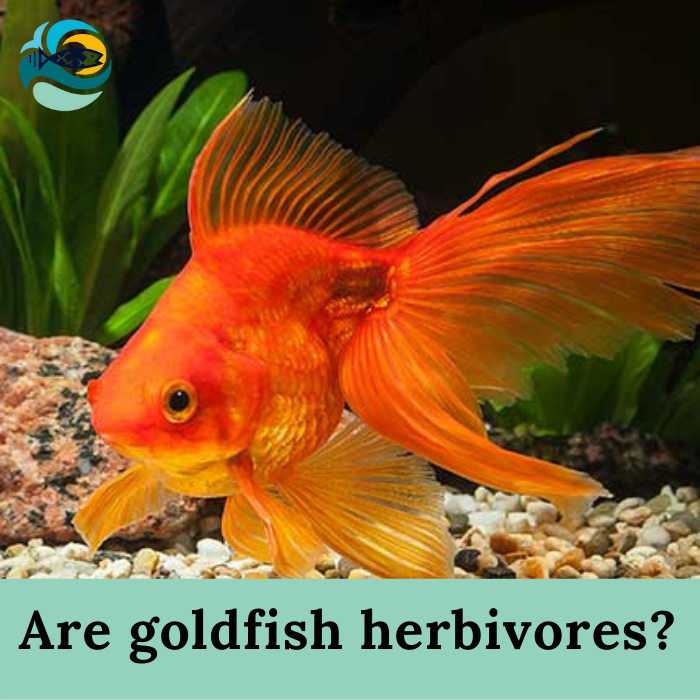 Are goldfish herbivores