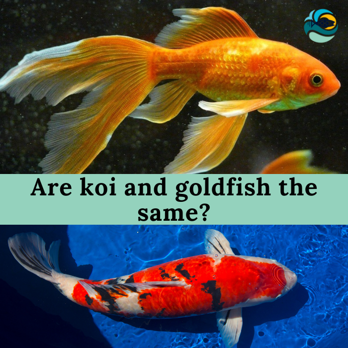 Are koi and goldfish the same?