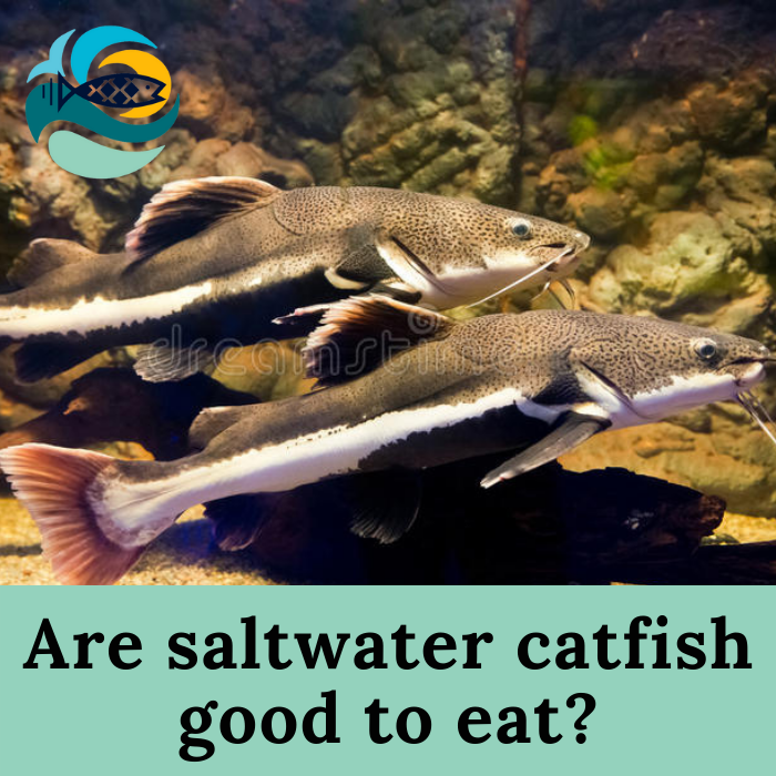 Are saltwater catfish good to eat?