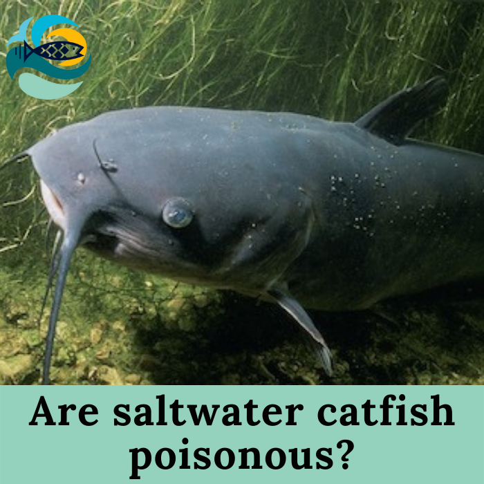 Are saltwater catfish poisonous?