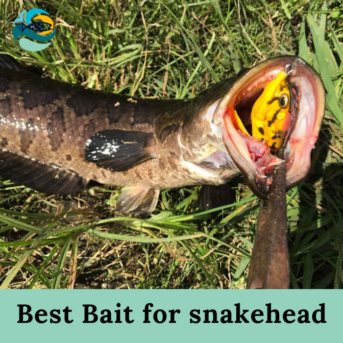 Best Bait for snakehead