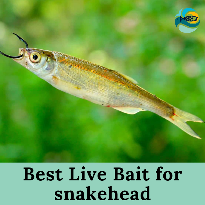 Best Live Bait for snakehead