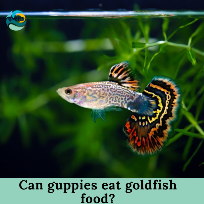 Can guppies eat goldfish food?