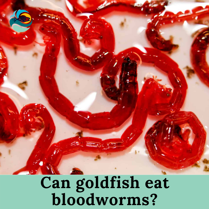 Can goldfish eat bloodworms?