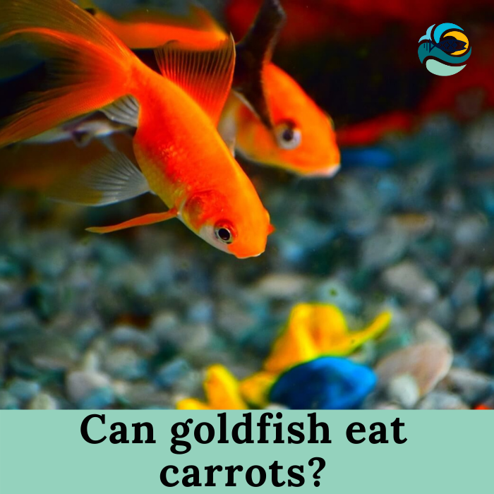 Can goldfish eat carrots?