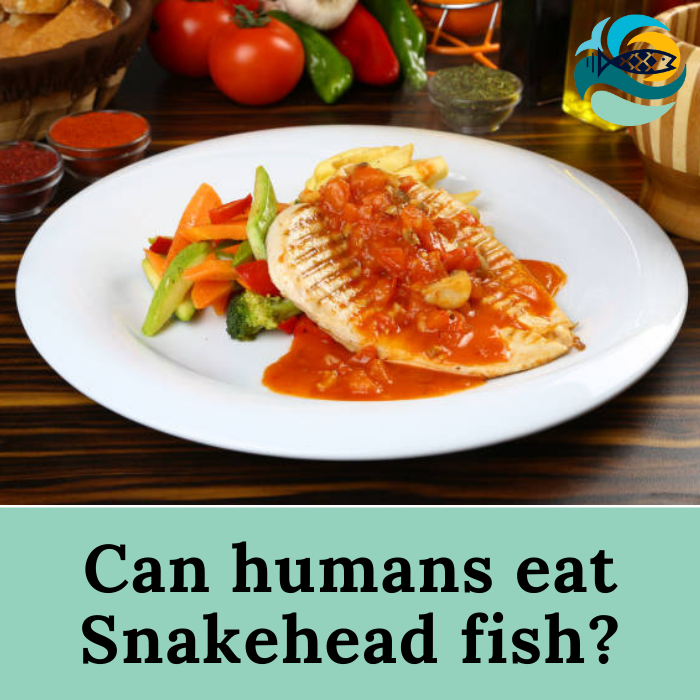 Can humans eat snakehead fish?