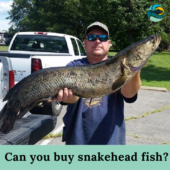 Can you buy snakehead fish?