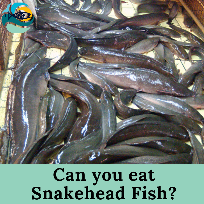 Can you eat snakehead fish?