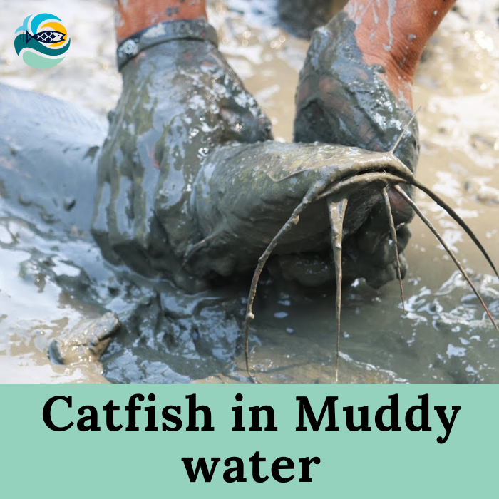 Catfish in Muddy water