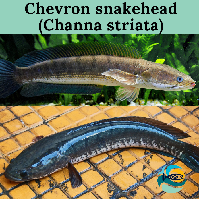 Chevron snakehead (Channa striata)