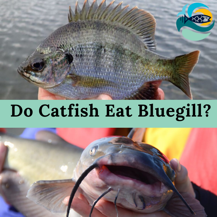 Do Catfish Eat Bluegill?