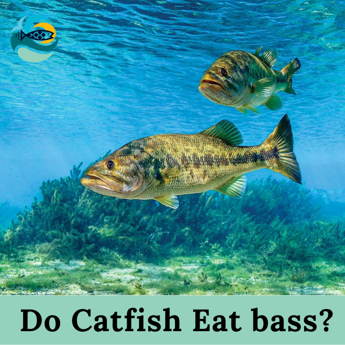 Do catfish Eat bass?