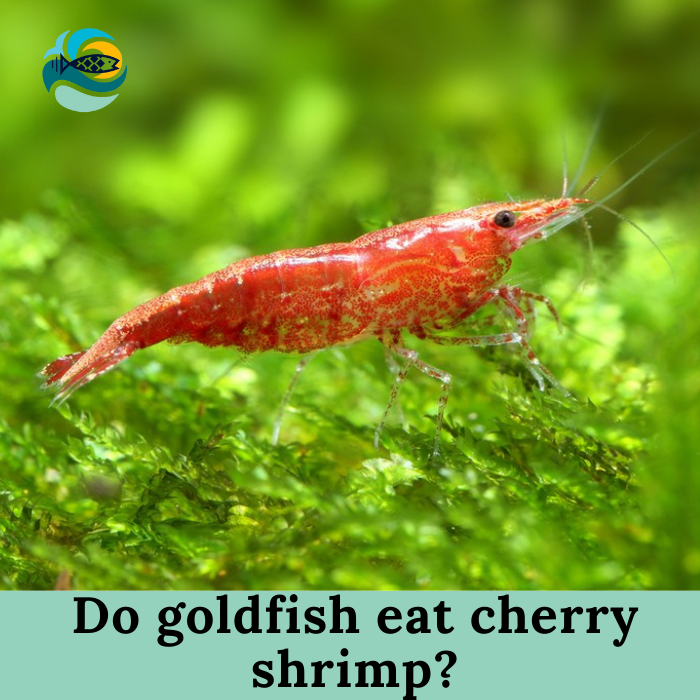 Do goldfish eat cherry shrimp