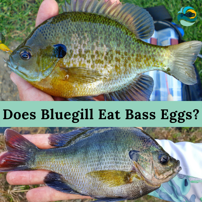Does bluegill eat bass eggs?