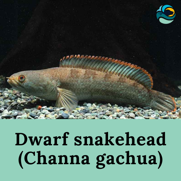 Dwarf snakehead (Channa gachua)