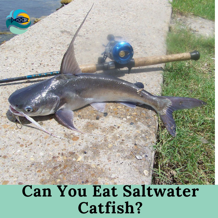 Can You Eat Saltwater Catfish?