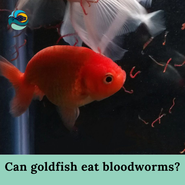 Can goldfish eat bloodworms?