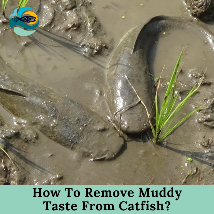 How To Remove Muddy Taste From Catfish?