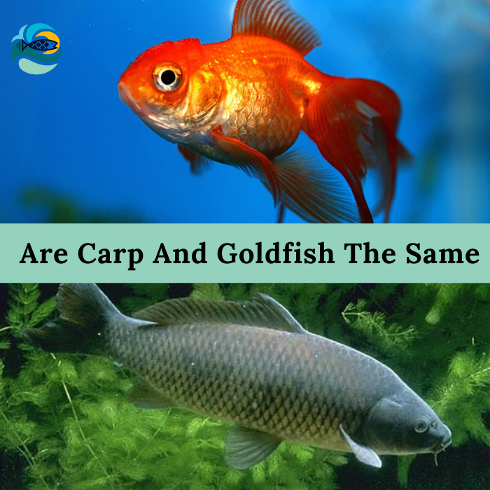 Are Carp And Goldfish The Same