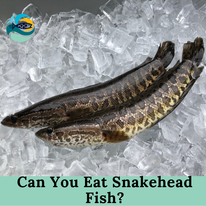 Can You Eat Snakehead Fish?