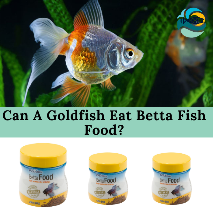 Can A Goldfish Eat Betta Fish Food