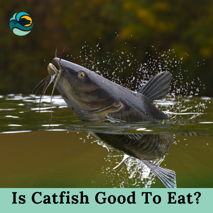 Is Catfish Good To Eat?