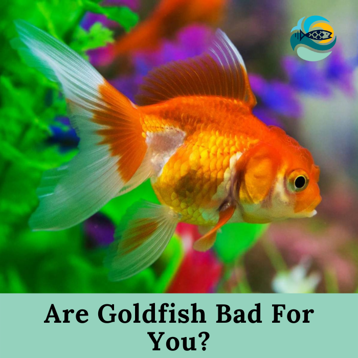 Are Goldfish Bad For You?