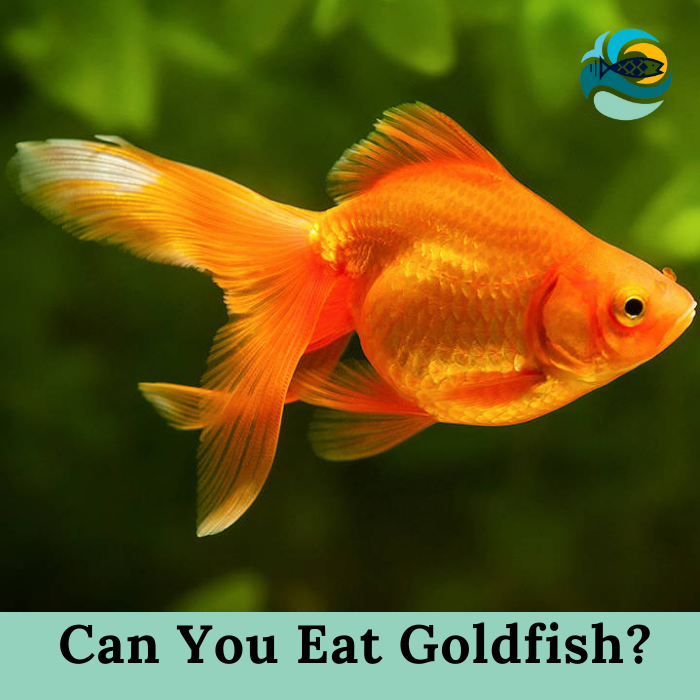 Can You Eat Goldfish?