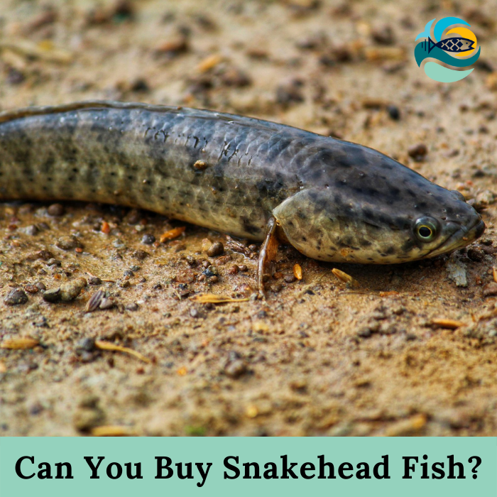 Can You Buy Snakehead Fish