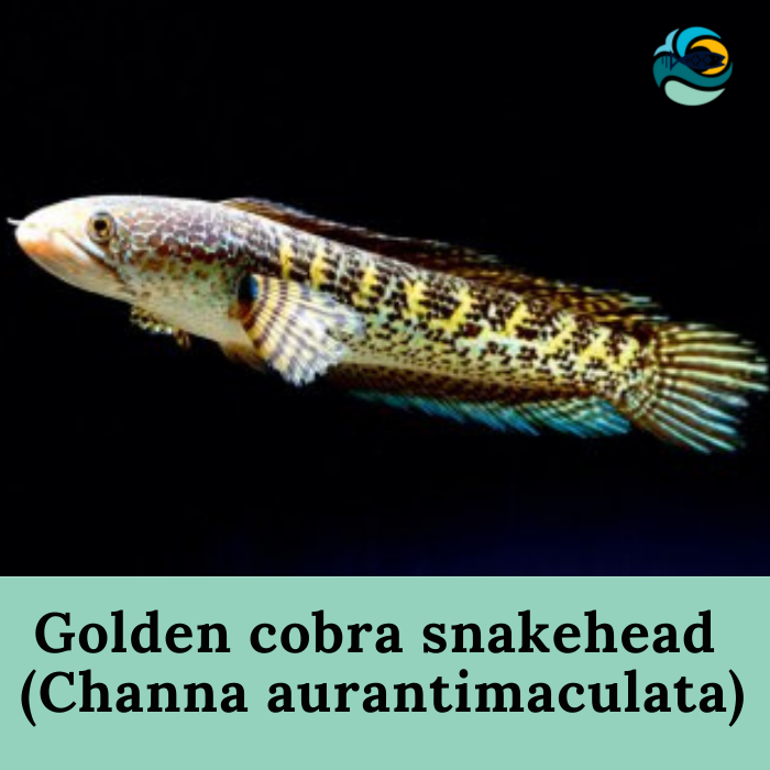 Golden cobra snakehead (Channa aurantimaculata)