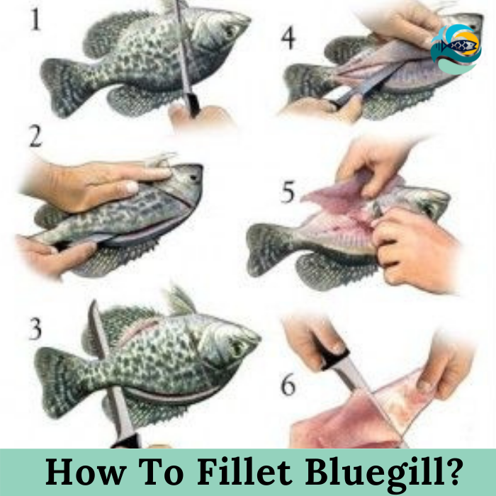 How To Fillet Bluegill?