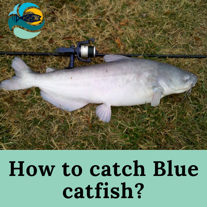How to catch Blue catfish?
