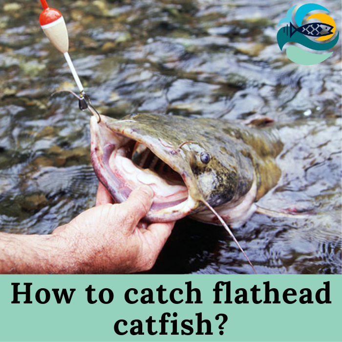 How to catch flathead catfish