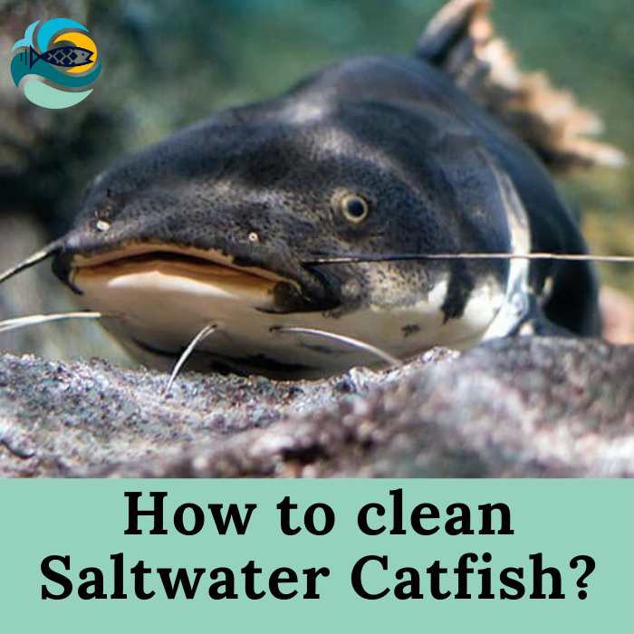 How to clean Saltwater Catfish?