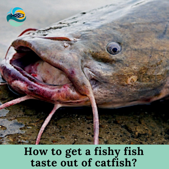 How to get a fishy fish taste out of catfish