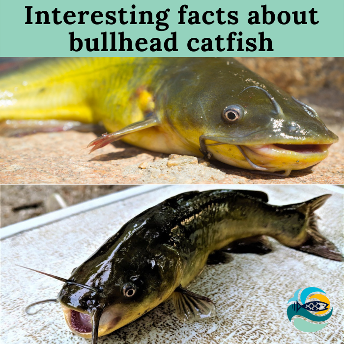 Interesting facts about bullhead catfish 