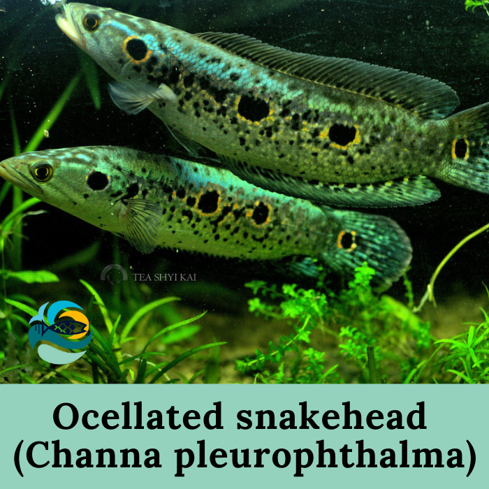 Ocellated snakehead (Channa pleurophthalma)