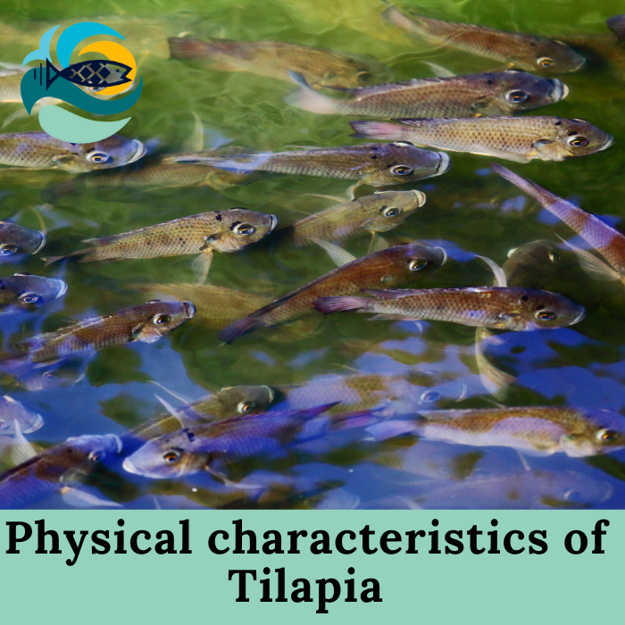 Physical characteristics of Tilapia