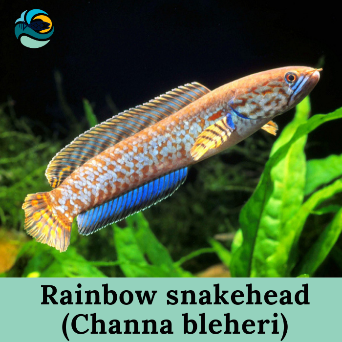 Rainbow snakehead (Channa bleheri)