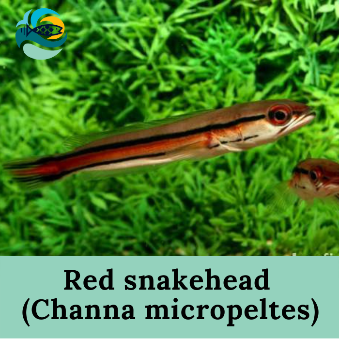 Red snakehead (Channa micropeltes)