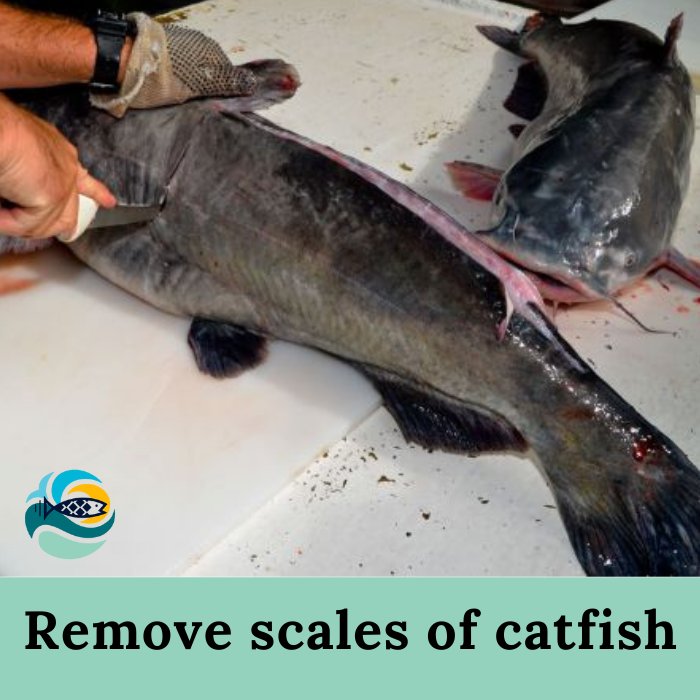 Remove scales of catfish