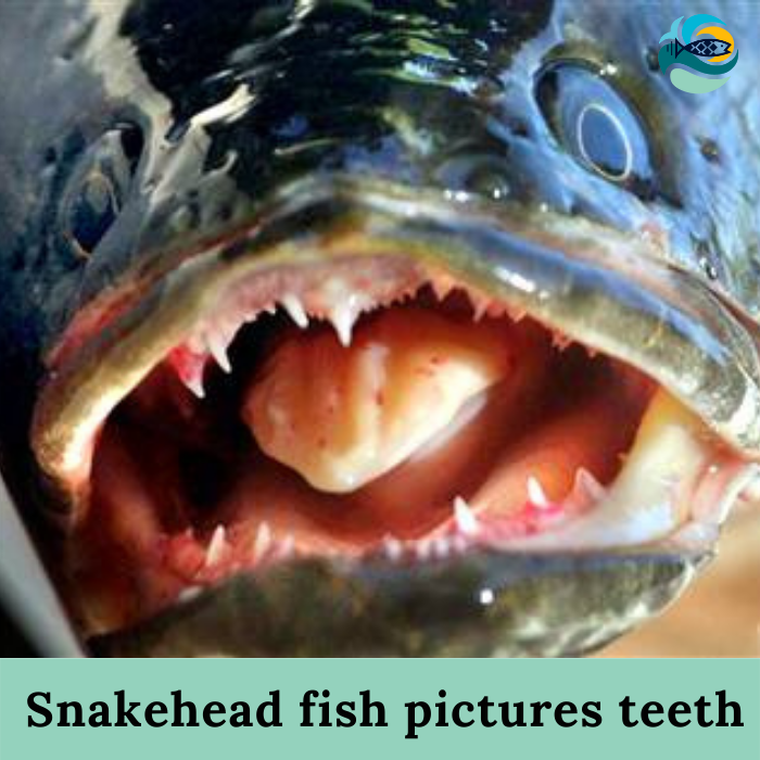 Snakehead fish pictures teeth