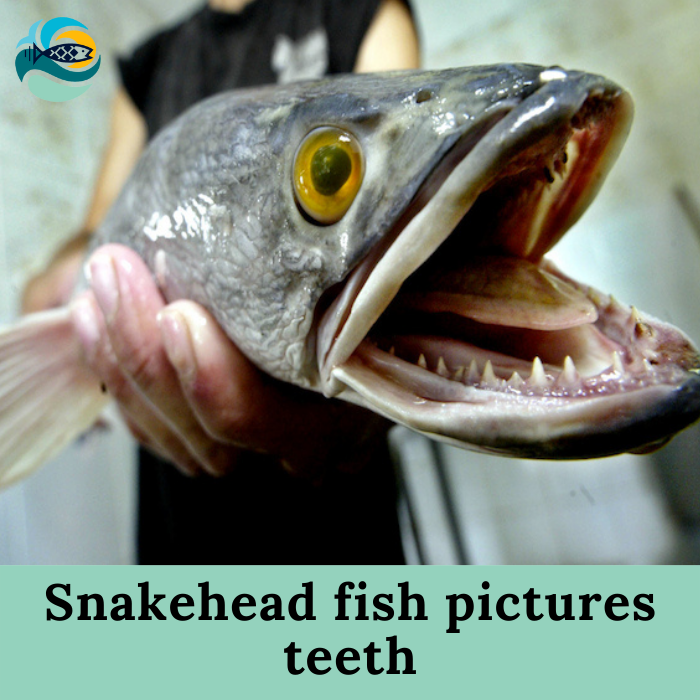 Snakehead fish pictures teeth