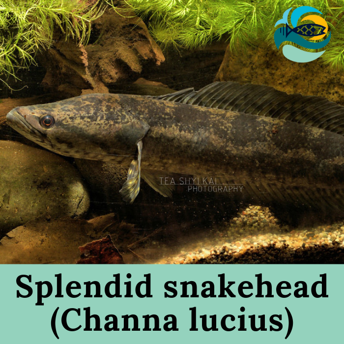 Splendid snakehead (Channa lucius)