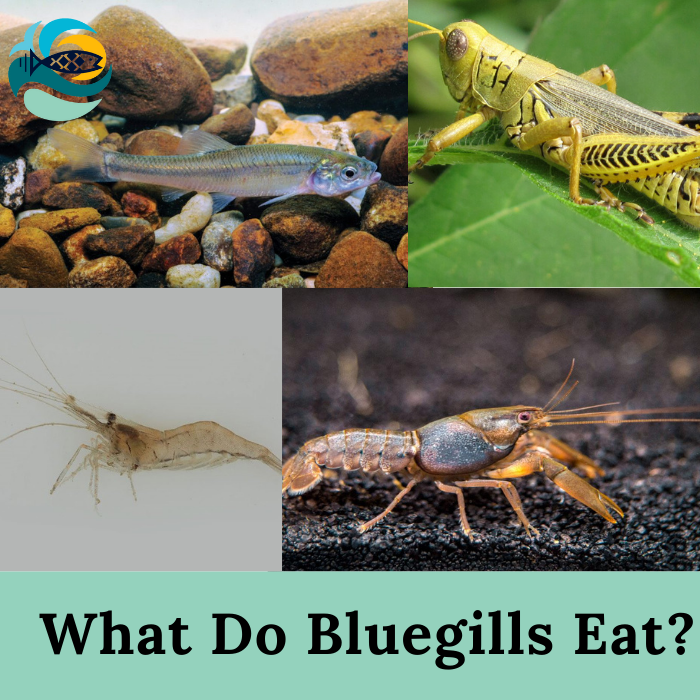 What Do Bluegills Eat?