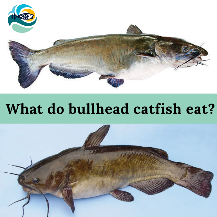 What do bullhead catfish eat?