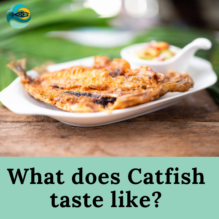 What does Catfish taste like?