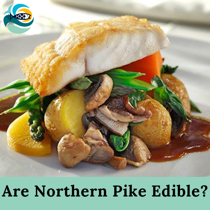 Are Northern Pike Edible